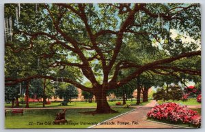 Tampa Florida~Old Oak Tree In University Grounds~PM 1952~Vintage Linen Postcard