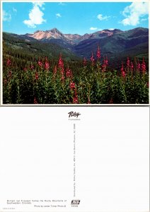 Red Fireweed Frames, Colorado (23005