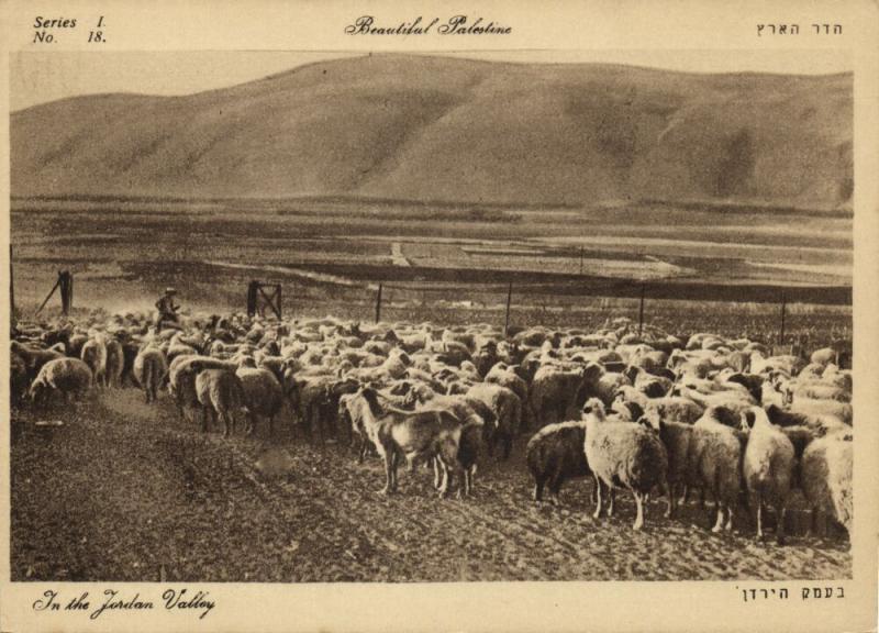 israel palestine, Sheep in the Jordan Valley (1930s) Postcard