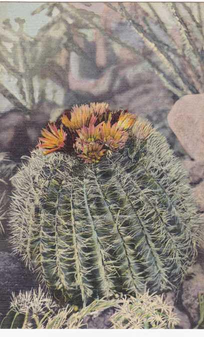 Barrel Cactus - Southwest US Desert Flower - Linen