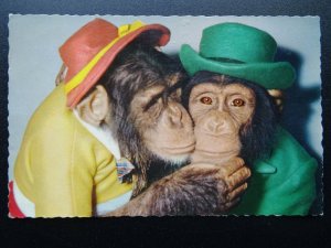 Chimpanzee CUDDLE / KISSING Themed CHIMP Dressed as Human c1960's RP Postcard