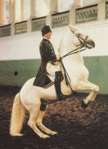 Levade Spanish Riding School Of Vienna Postcard