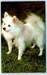 Mainzer Dog SPITZ Fluffy White Dog #837  Postcard