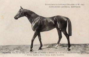 Jachere La France Chevaline 1909 Race Horse Antique PB Postcard