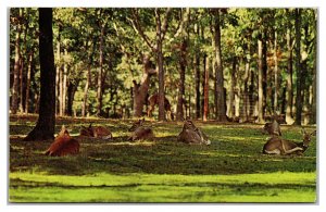 BELPRE, Ohio ~ Deer Laying in Treed Park Mule Whitetail Vintage Postcard
