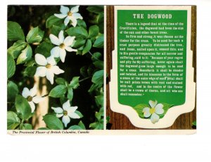 The Dogwood. Provincial Flower of Beautiful British Columbia