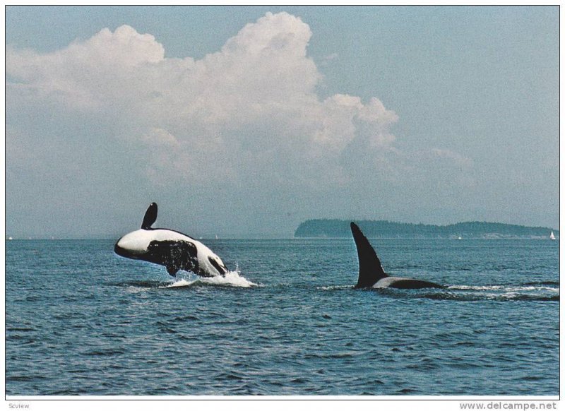 Killer Whale in wild, Vancouver Island , B.C. , Canada , 50-60s