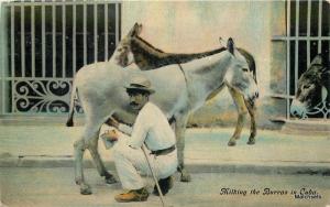 Caribbean Milking the Burras Street Scene postcard 7756