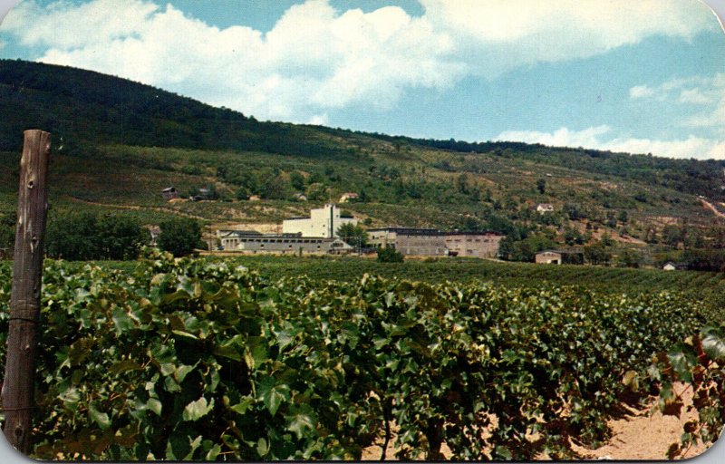 New York Lake Canandaigua Widmer's Vineyards 1959