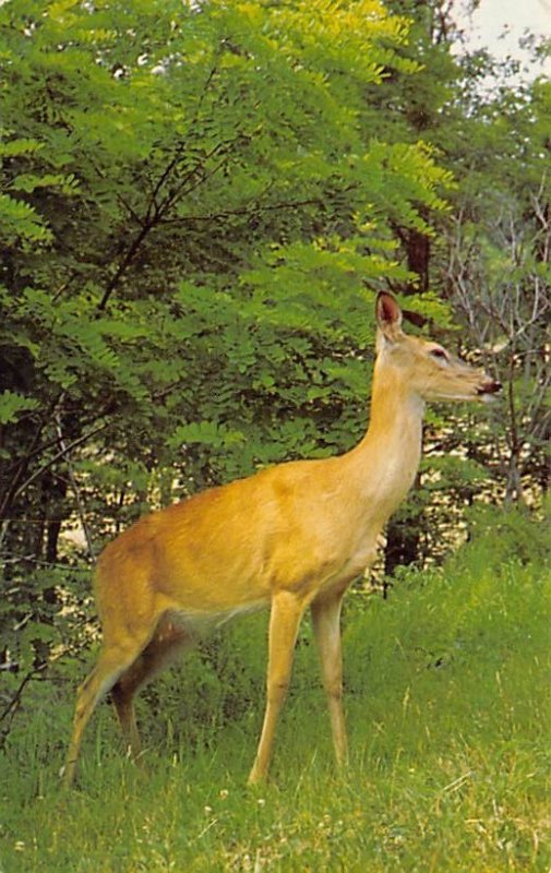 White Tailed Deer Shenandoah National Park, Virginia, USA Deer 1972 