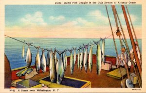 North Carolina Wilmington Game Fish Caught In The Gulf Stream Of Atlantic Oce...