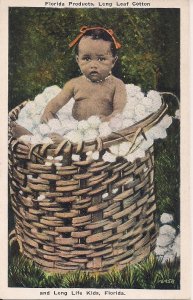 BLACK AMERICANA, Small Child in Basket of Long Leaf Cotton, Florida FL, 1915-30