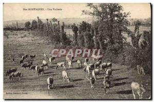 Postcard Old Cow Cows A cow barn