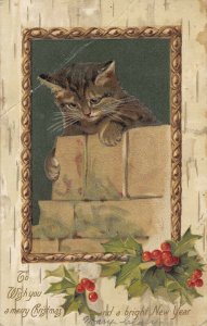  Cat in holly winch type c1908 ae111 postcard