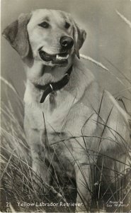 RPPC Postcard Yellow Labrador Retriever Guy Withers Photo