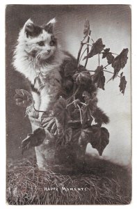 Cat and Potted Plant, Happy Moments, Undivided Back Postcard, Canada, Mailed