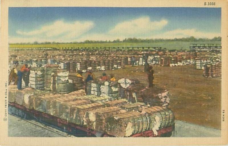 Black Americans Cotton Picking Scene, Pickers, Bales Linen Postcard S-1056