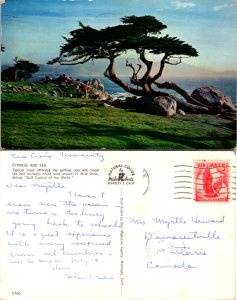 Cypress and Sea, Calif. (14790