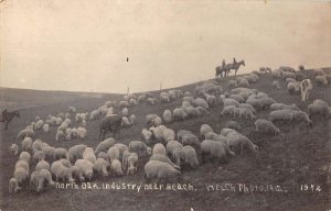 North Oak Indiana ? Sheep Ranch Real Photo Vintage Postcard AA43061