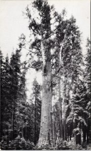 General Sherman Sequoia National Park Tulare County CA Califorina VTG Postcard 