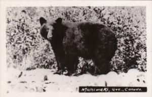 Canada Quebec Maniwaki Native Bear Real Photo