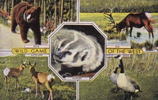 Wild Game Of The West Bear Elk Antelope and Wild Geese