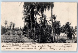 Venezuela Postcard View of Road Cocales La Guaira 1905 Antique Posted