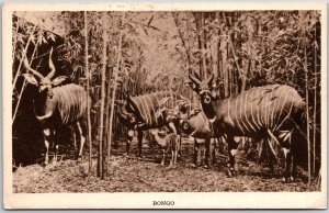Bongo Antelopes Field Museum Of Natural History Chicago Illinois IL Postcard