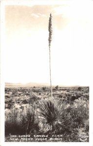 H56/ New Mexico RPPC Postcard 40s Yucca Bloom Desert Lord's Candle Stick