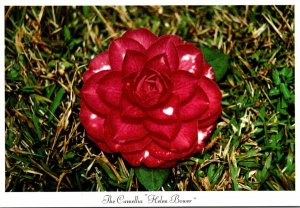 Alabama State Flower The Camellia