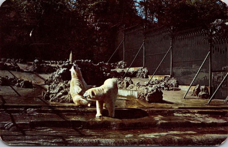 Wisconsin Milwaukee Washington Park Zoo Polar Bears 1950