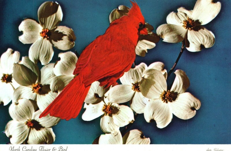 Vintage Postcard North Carolina Flower & Bird The Cardinal and Dogwood Blossoms