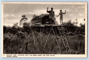 Sierra Leone Postcard Reaping Time Scaring Birds Away from Rice c1930's Tuck Art