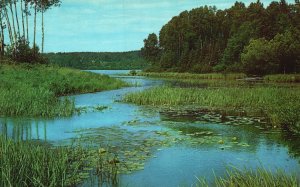 Vintage Postcard Scenic Picturesque Lake View Water Lilies Growing Greenery