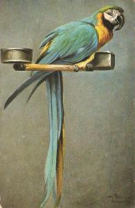 \A parrot\ Nice antique German postcard, signed