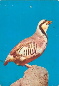 Animal Postcard small bird