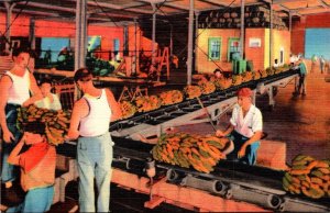 Louisiana New Orleans Unloading Bananas From Ship Side