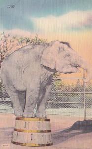 Elephants Trained Elephant