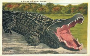 USA Florida Alligator A Florida Man Eater 06.32