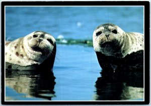 Postcard - Harbor seals, Central Coast Wildlife - California