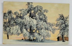 Lovely Snow Flocked Trees Winter Scene 1908 Dubuque Iowa Postcard S8
