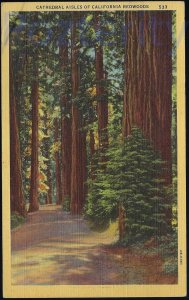 CATHEDRAL AISLES  ON THE REDWOOD HIGHWAY #1 CALIFORNIA