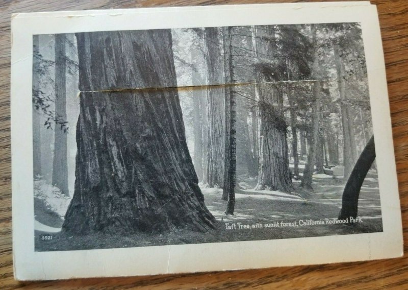 Pacific Novelty Postcard Foldout Views of California Redwood Park c1920