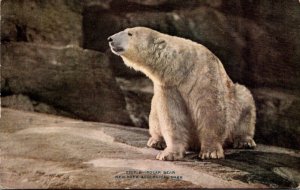 Polar Bear New York Zoological Park