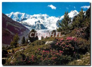 Postcard Modern Alpenrosen am Morteratschgletscher