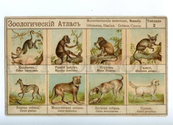 157023 ZOOLOGICAL ATLAS Hunt MAMMALIA SIMIAE Dogs GREYHOUND