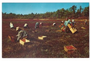 Cranberry Picking Time, Cape Cod, Massachusetts, Vintage Chrome Postcard