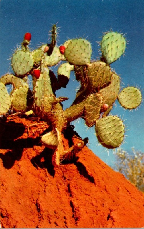 Prickley Pear Cactus