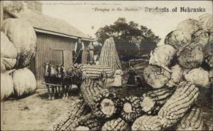 Trick Photography - Giant Corn of Nebraska Exaggeration RPPC Agriculture c1910