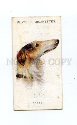 166934 BLORZOI by WARDLE Player CIGARETTE card ADVERTISING